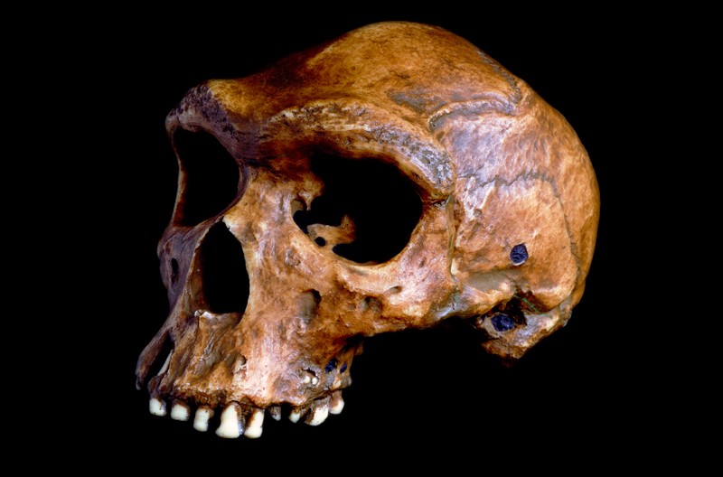 ホモ・ハイデルベルゲンシスの頭蓋骨は、現在のザンビアのクワベで発見され、125,000〜300,000歳であると考えられています。
