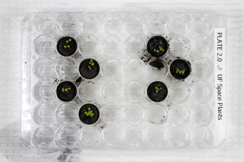 Plants Growing in Lunar Soil
