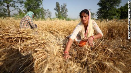 インドは世界的な食糧危機の解決を支援することを申し出ました。 これがその衰退の理由です
