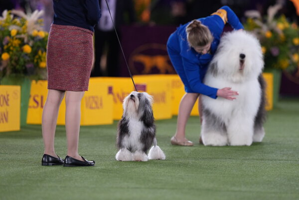 Westminster Dog Show Live：写真とグループ審査の最新情報