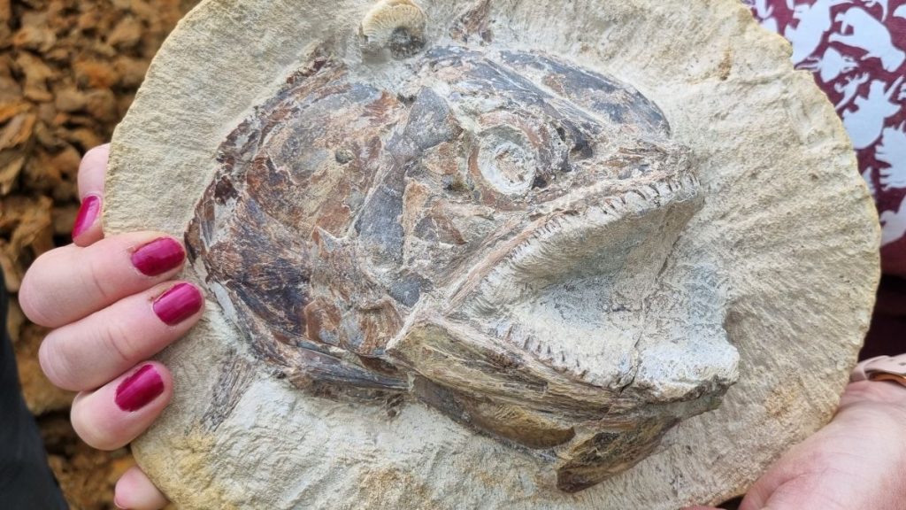 「私はそのようなものを見たことがない」：英国の農場で見つかったジュラ紀時代の魚の化石
