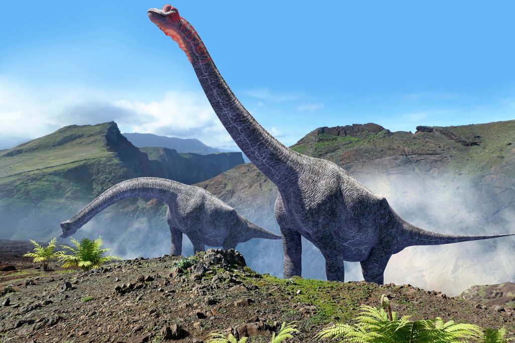 骨格はおそらく、1億6000万から1億年前に現代のポルトガルの領土を歩き回った竜脚類恐竜に属していた. 
