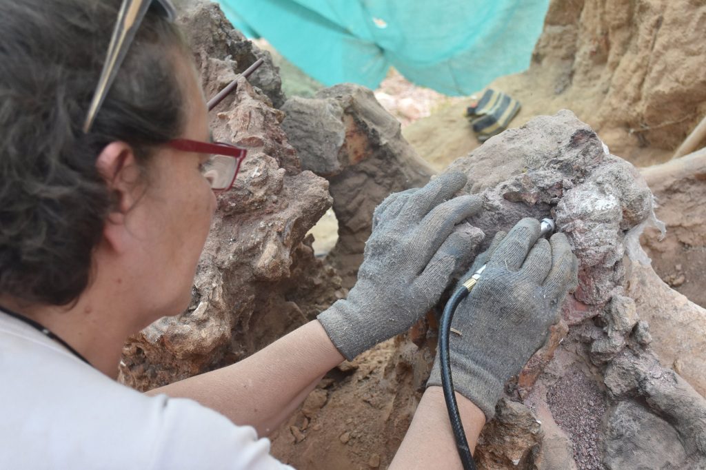 研究者たちは化石を保存して記録し、来年もその場所で発掘作業を続ける予定です。 