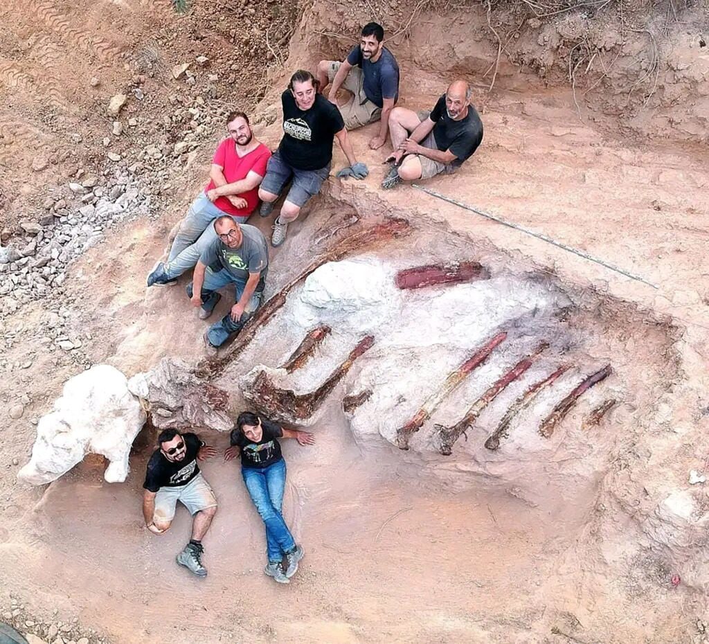 8 月、古生物学者は 10 フィートの肋骨を収集しました。  