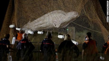 フランス当局によると、セーヌ川で救助されたシロイルカが輸送中に安楽死した