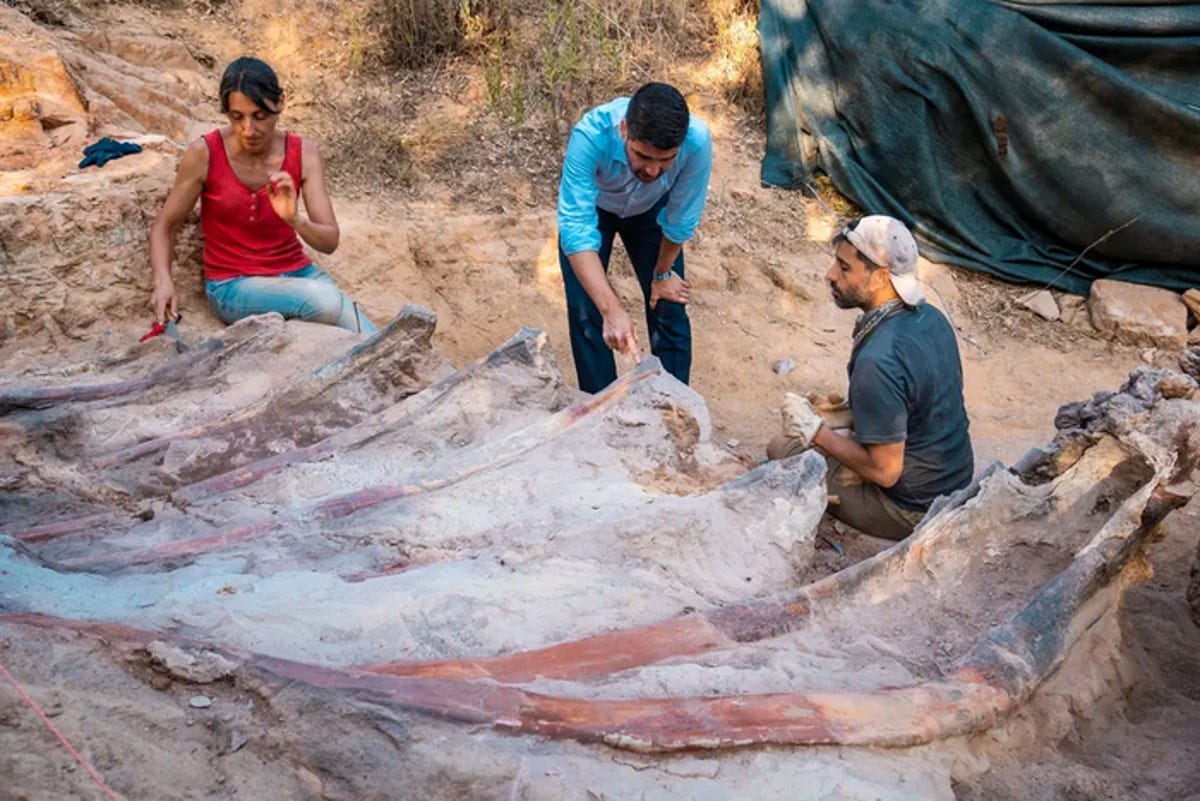 ポルトガルの裏庭にある巨大な恐竜の骨
