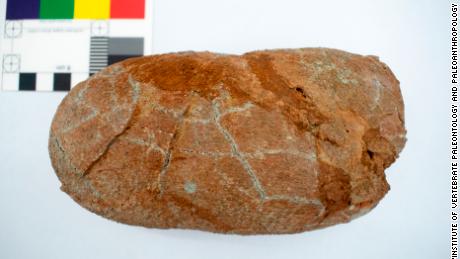 画像は研究の一環として調べたマクロリサス・ヤオツネンシスの卵の化石。 