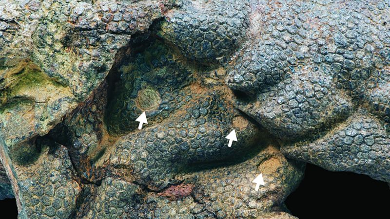 古代ワニのミイラ化した恐竜の皮膚のきしみ