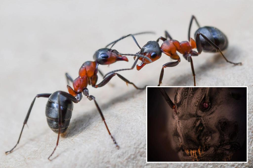 ニコンの競争は、アリの恐ろしい顔を間近で明らかにします