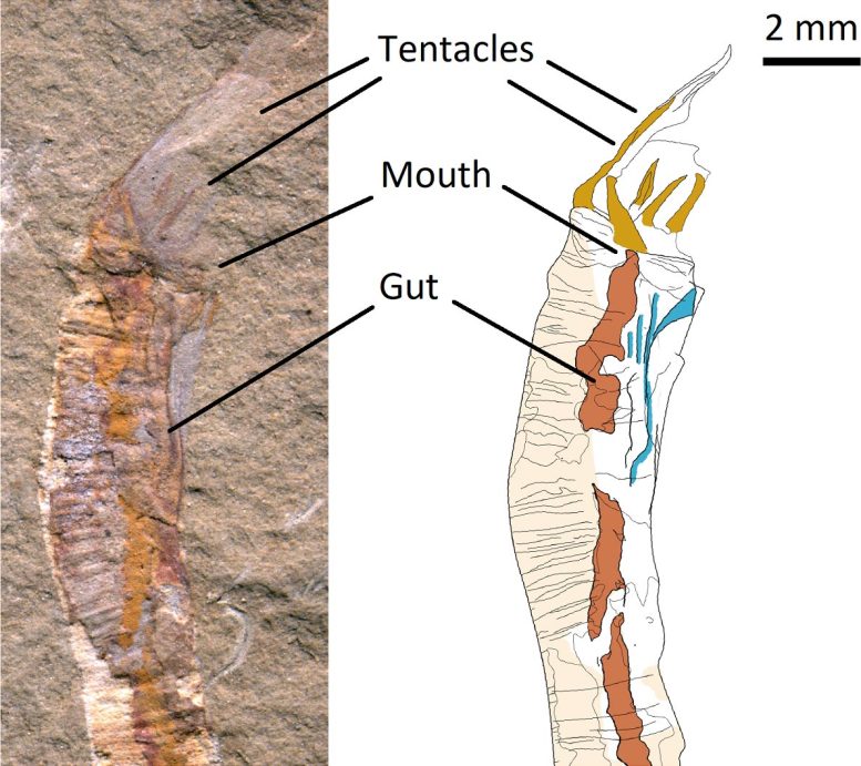 ガントコンヤ アスペラ チャート
