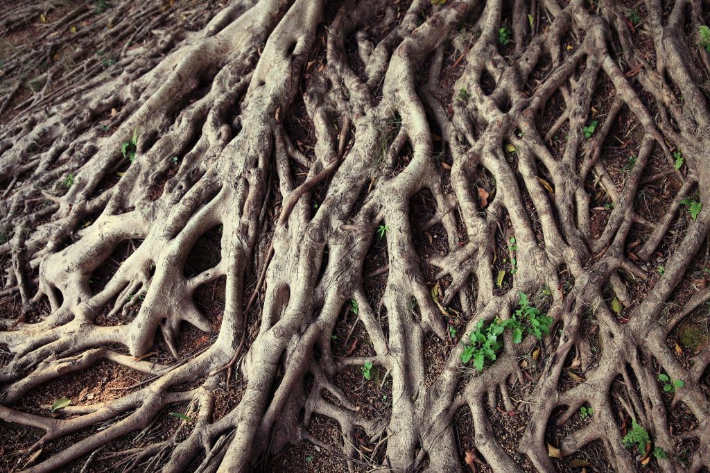 Tree Roots