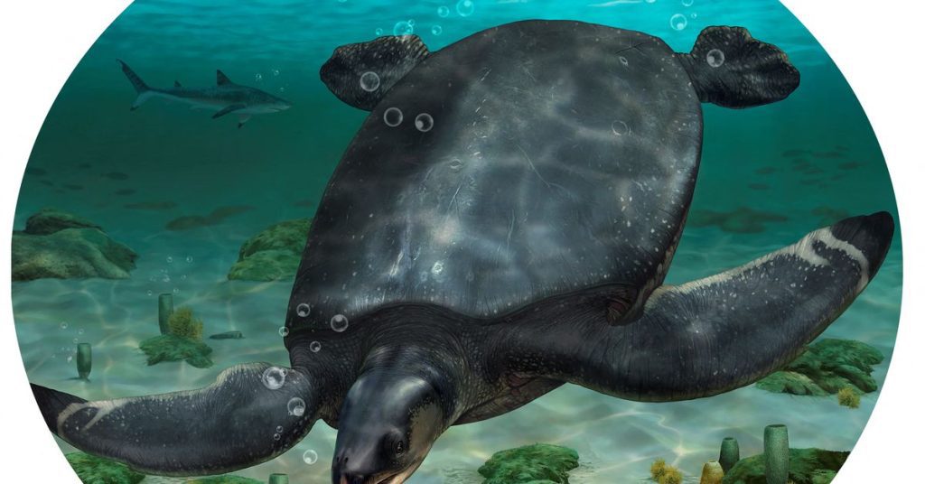 恐竜時代の車サイズのウミガメの化石がスペインで発見された